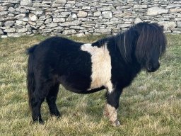 Chesterwood Vivaldi 3